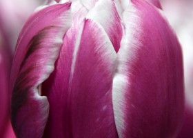 Tulipa Joser ® (3)